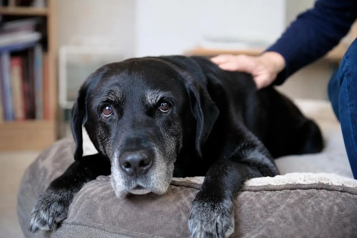 Arthritis in Older Dogs UK 2026: Early Signs, Librela, Metacam & Managing Lifetime Costs