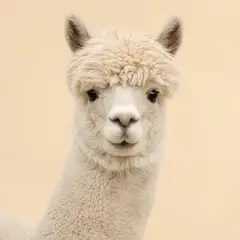 Camelids veterinary care
