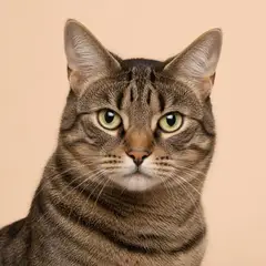 Cats veterinary care