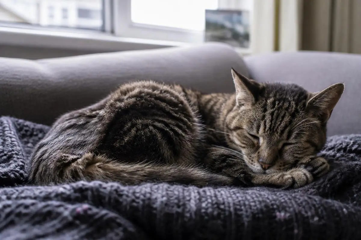 Cat Euthanasia Cost UK 2026: Vet, At-Home and Cremation Prices