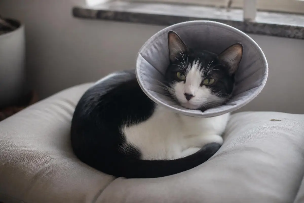 Cat Neutering Cost UK 2026: What Spaying and Castration Really Cost