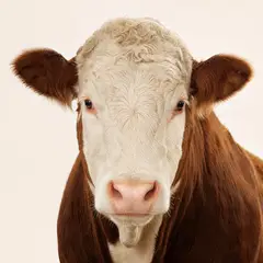 Cattle veterinary care