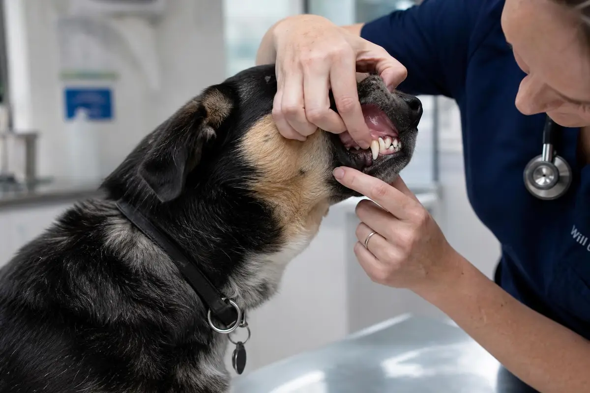 Dental Disease in Dogs UK 2026: Real Costs, Warning Signs & Prevention