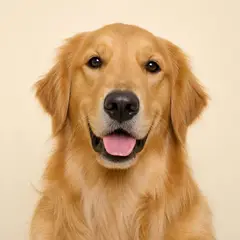 Dogs veterinary care