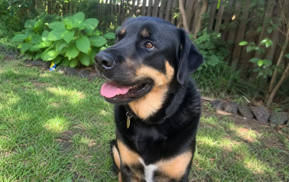 Dog Cruciate Ligament Surgery in the UK: TPLO vs Lateral Suture vs TTA — Real Costs, Recovery & Questions to Ask (2026)