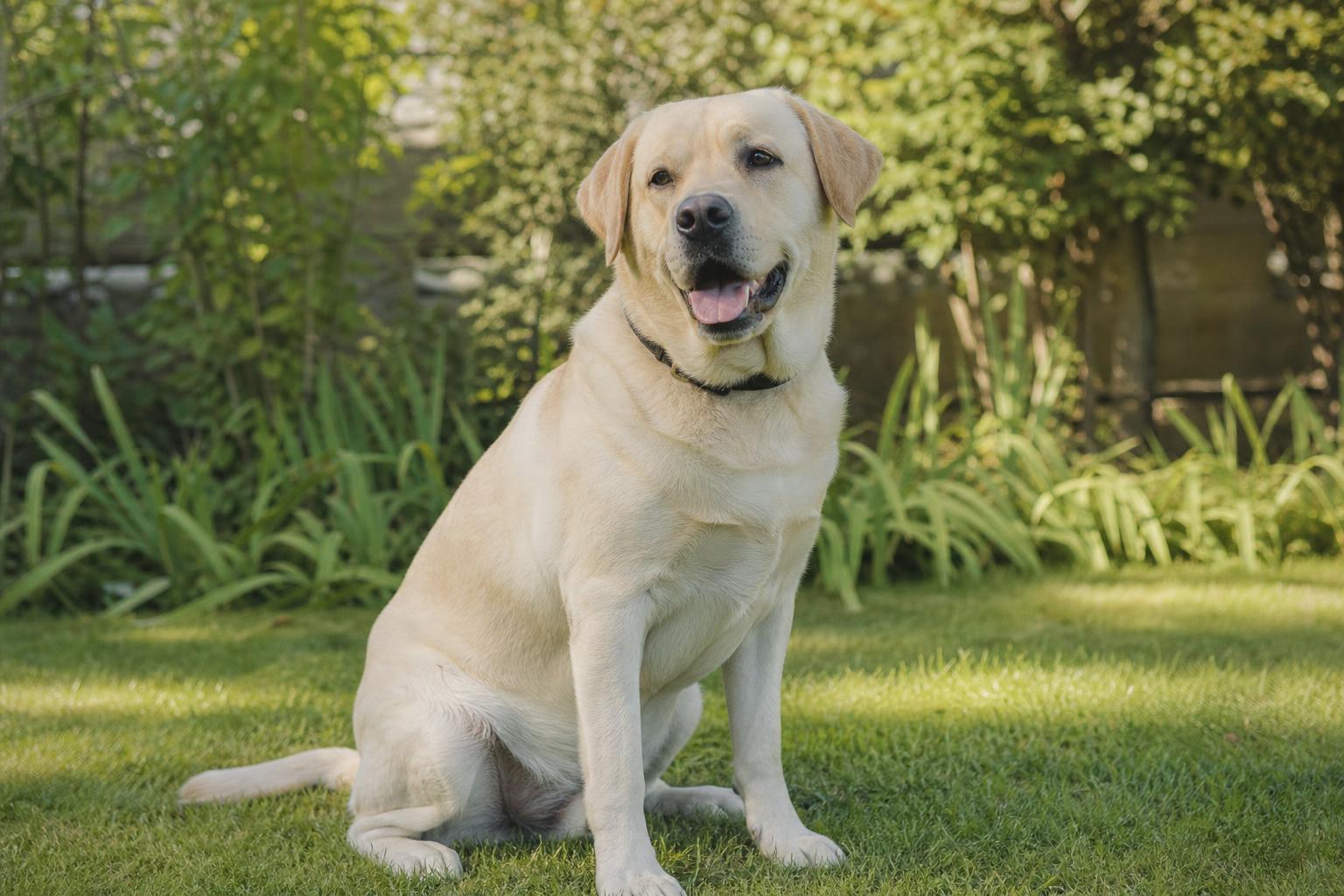 Dog Cruciate Ligament Surgery in the UK: TPLO vs Lateral Suture vs TTA — Real Costs, Recovery & Questions to Ask (2026)