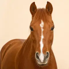 Equines veterinary care