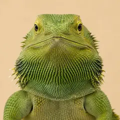 Exotic/Wild veterinary care