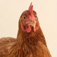 Poultry veterinary care
