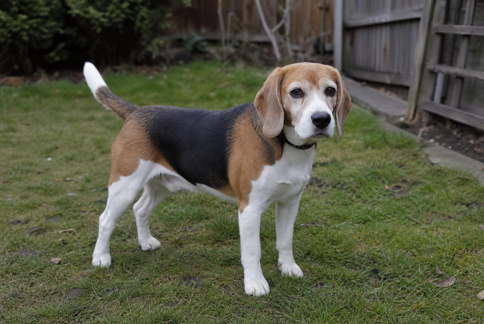 Beagle