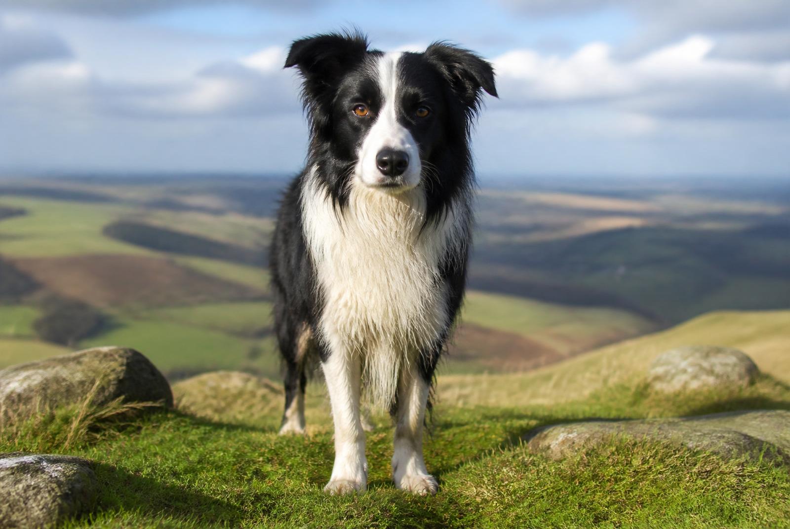 Border Collie