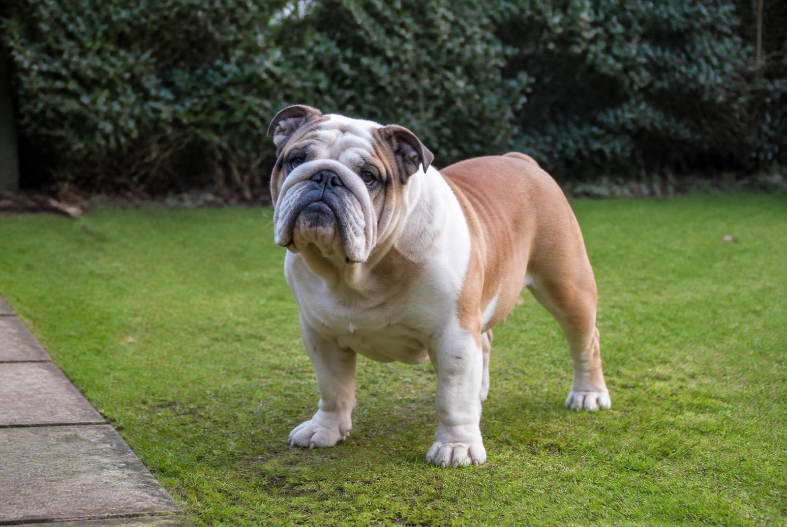Bulldog