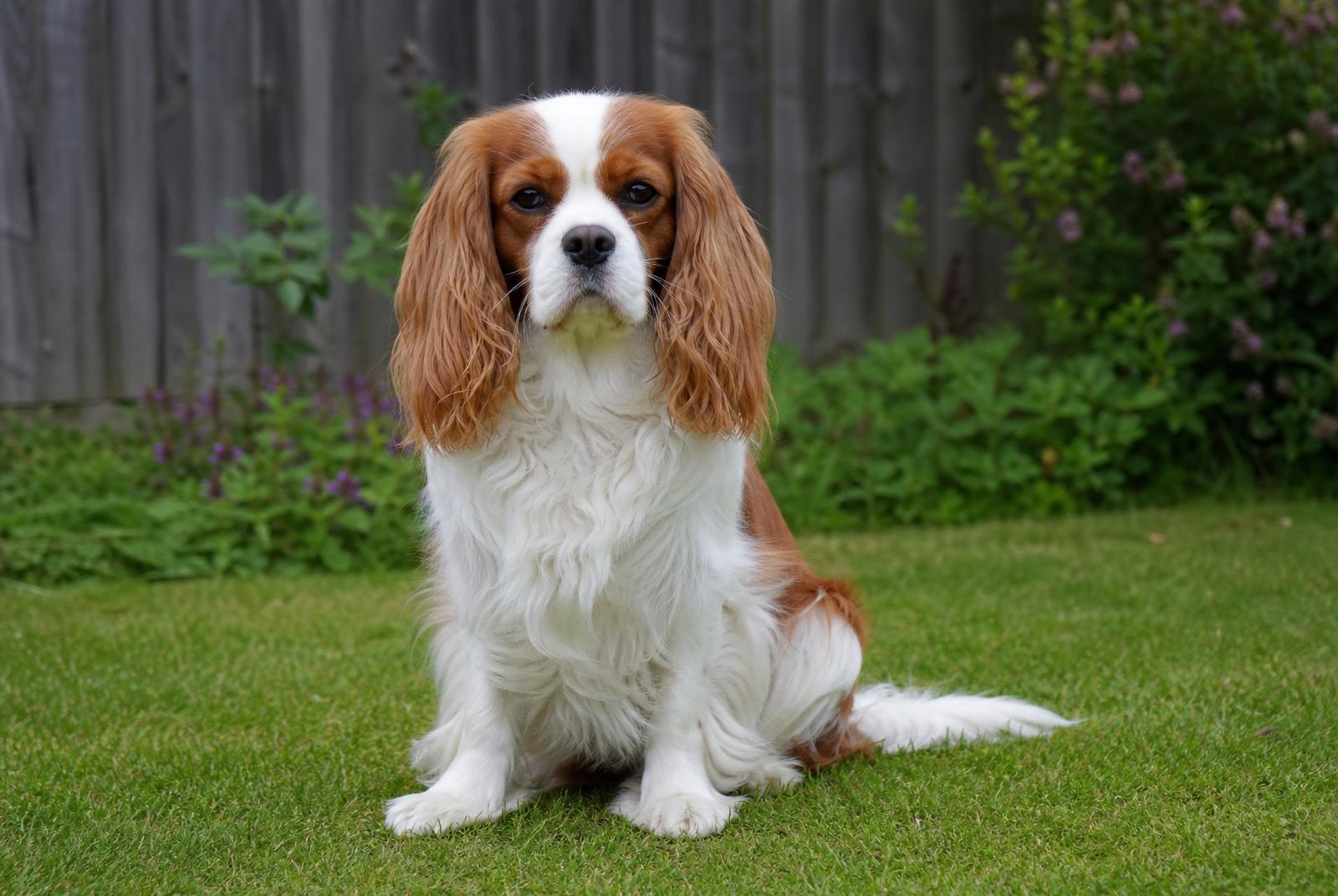 Cavalier King Charles Spaniel