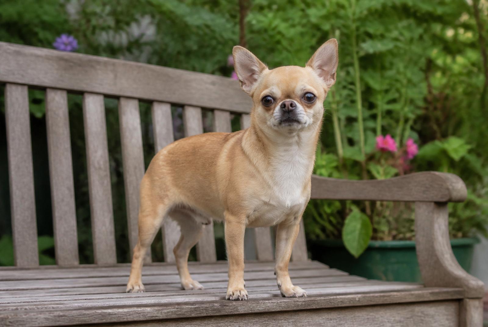 Chihuahua
