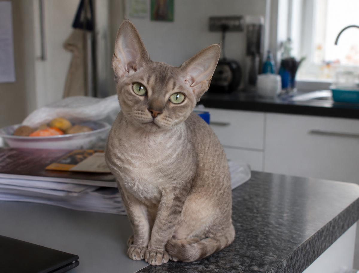 Devon Rex