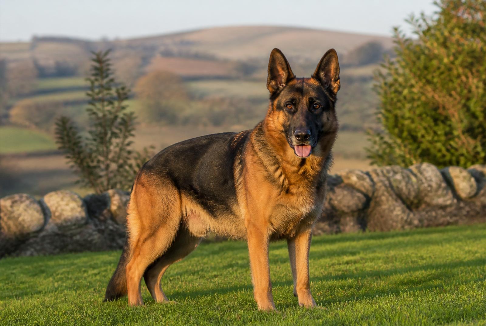 German Shepherd