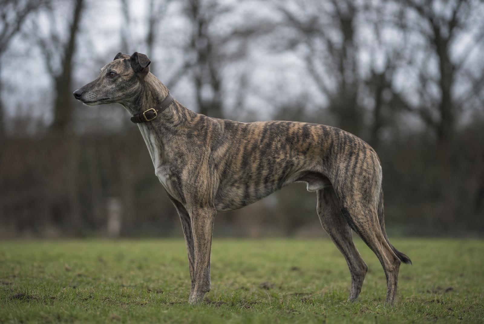 Greyhound