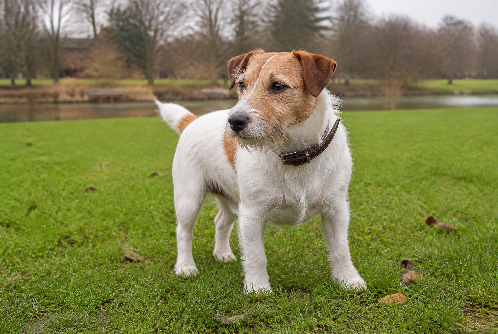 Jack Russell Terrier