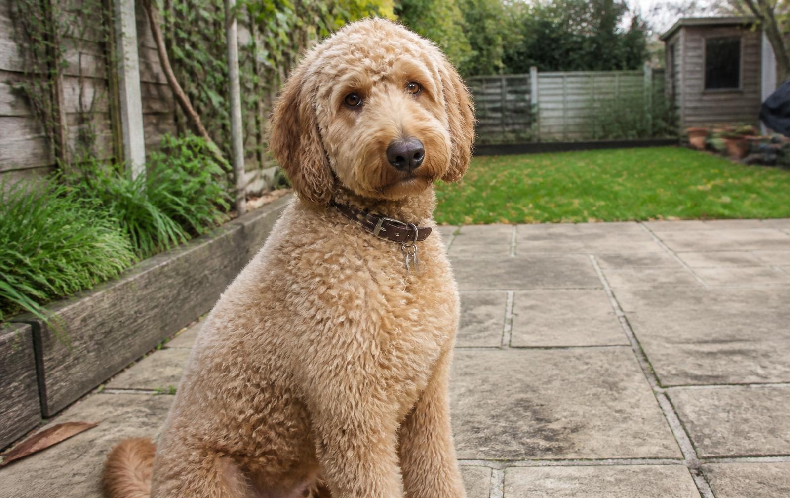 Labradoodle