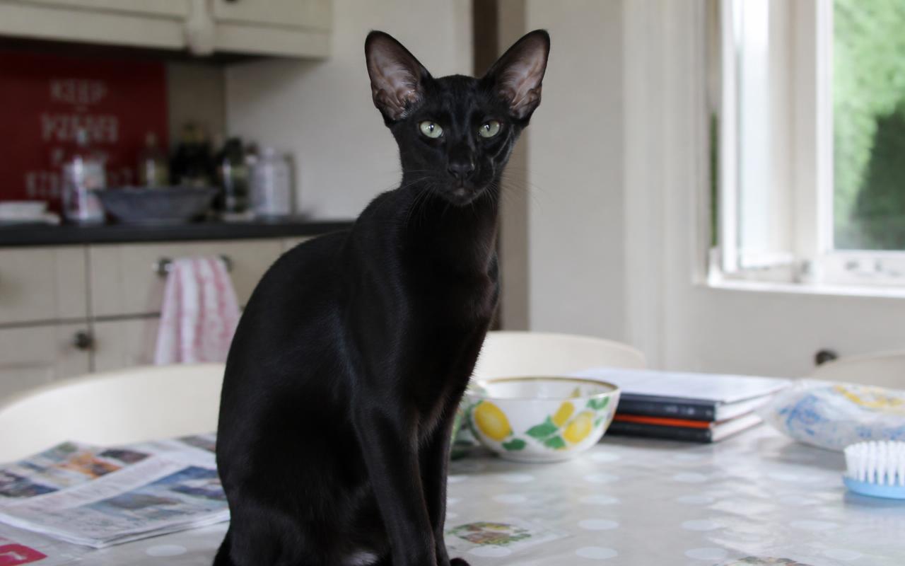 Oriental Shorthair