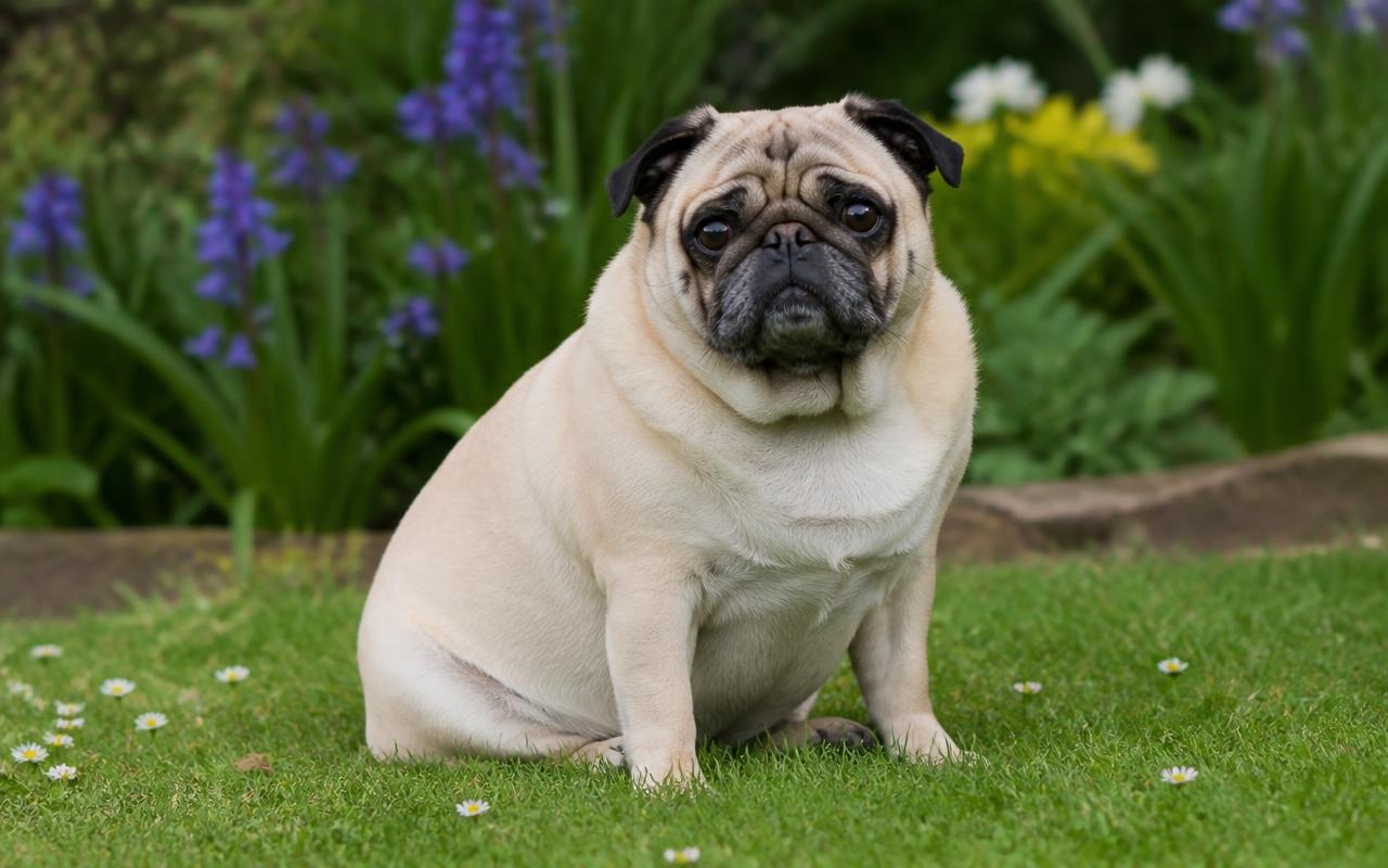 Pug