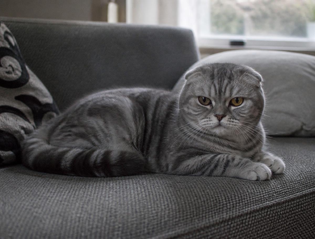Scottish Fold