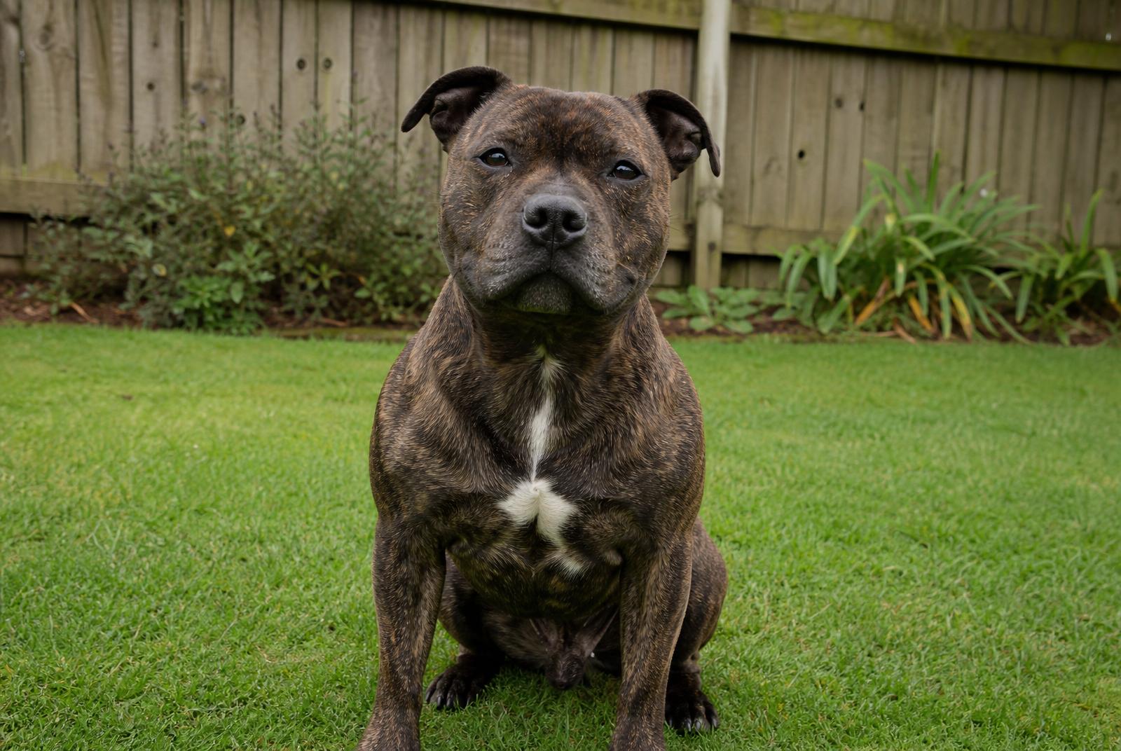 Staffordshire Bull Terrier