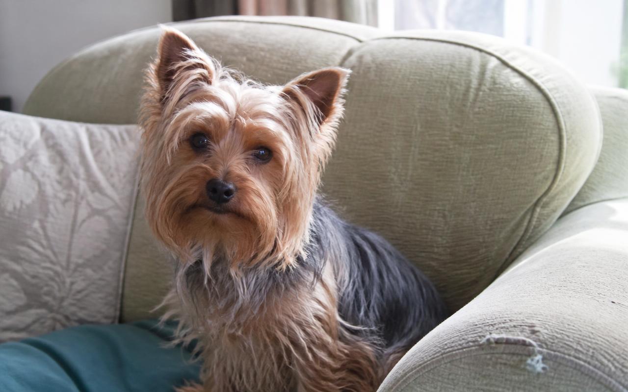 Yorkshire Terrier
